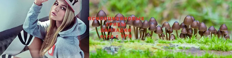 Псилоцибиновые грибы Magic Shrooms  наркошоп  Борисоглебск 